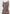 Daphne - Rib Knit Contrast Midaxi Dress - Brown/Cream