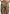 Emilie - Satin High Waisted Cargo Pants - Dark Olive
