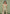 bonnie-jacquard-bardot-corset-top-sage